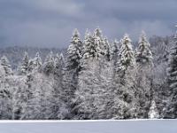Winterlicher Wald nahe der Herrenalm
